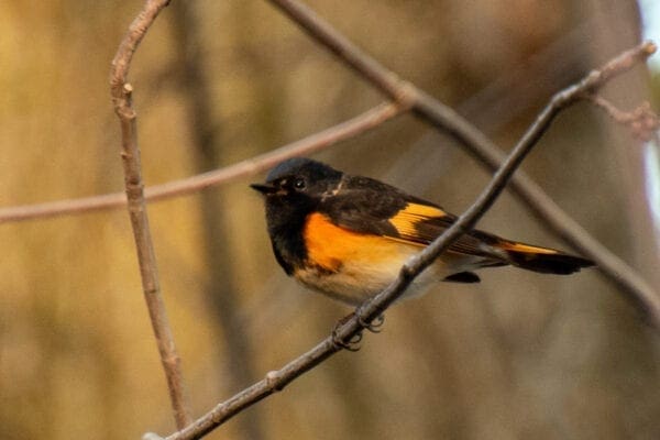 americanredstart