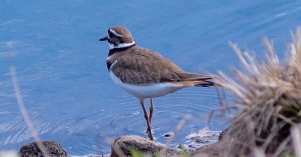 kildeer